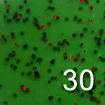 30 Watermelon Seed-red flake